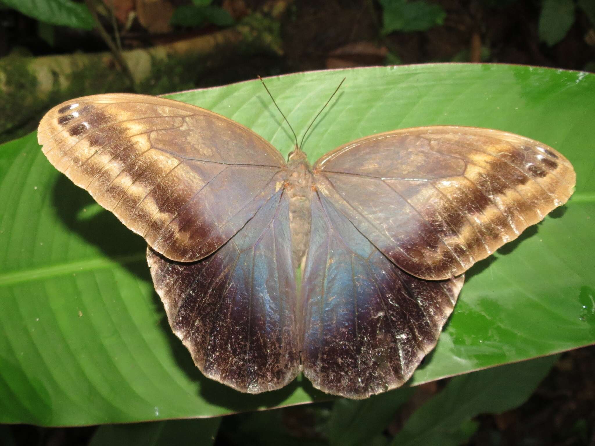 Image of Caligo illioneus oberon Butler 1870