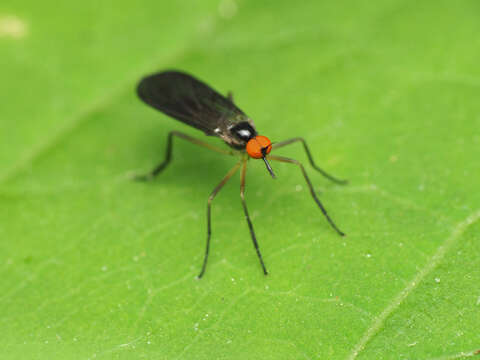 صورة Rhamphomyia longicauda Loew 1861