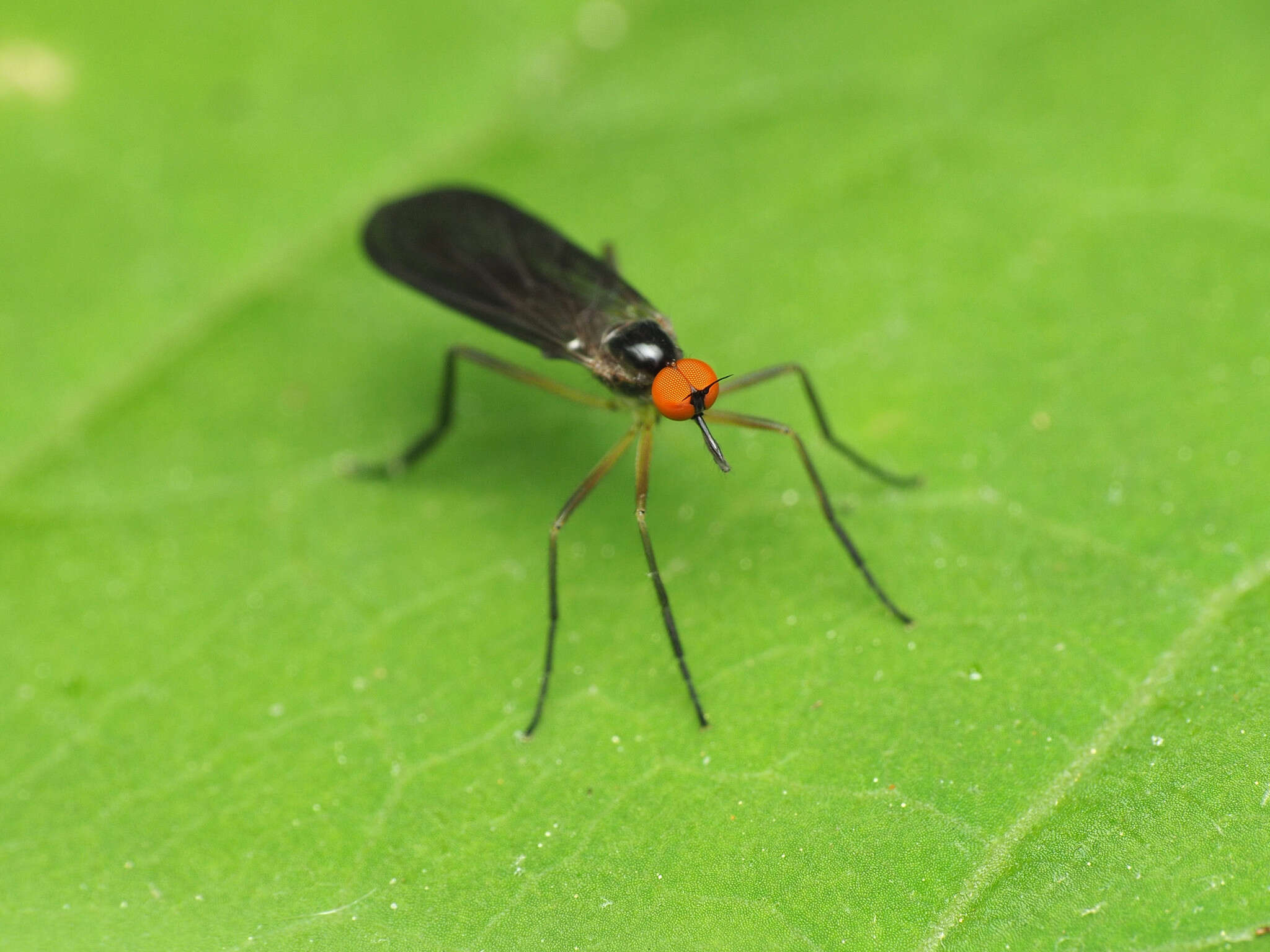 Image of Long-tailed Dance Fly