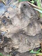 Image of European Wildcat