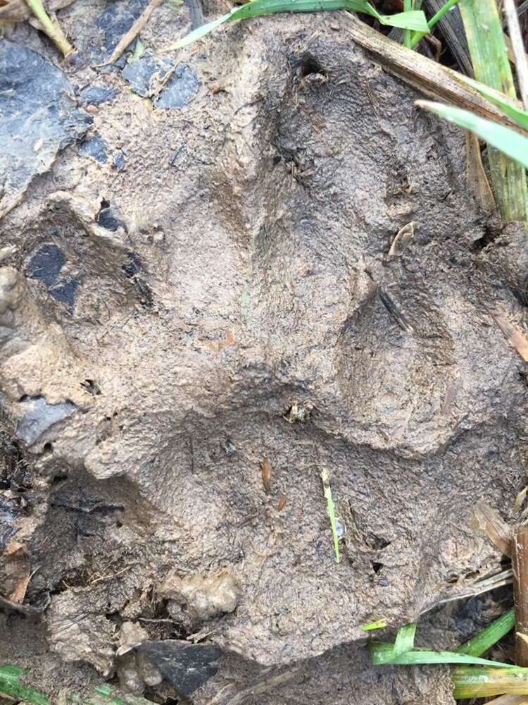 Image of European Wildcat