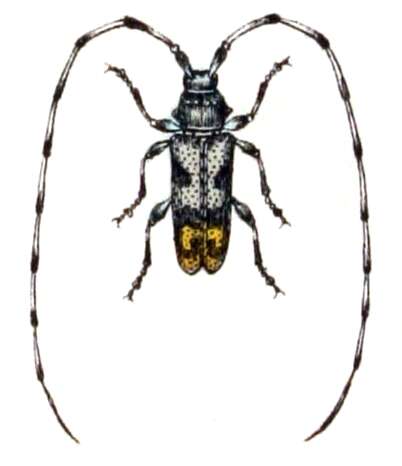 Image of Acanthocinus griseus (Fabricius 1793)