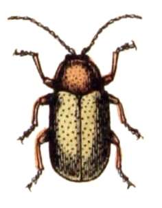 Cryptocephalus resmi