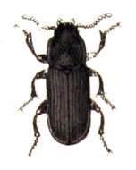 Image of Tenebrio Linnaeus 1758