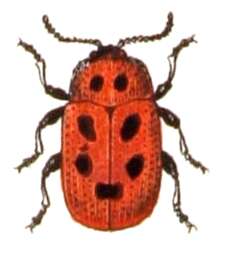 Image of Gonioctena fornicata