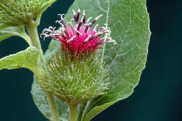 Image of common burdock