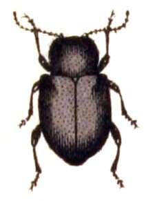 Image of Bromius