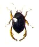 Image de Hyphydrus ovatus (Linnaeus 1761)