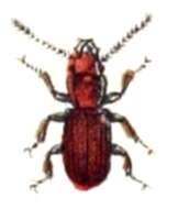 Image of Rusty grain beetle