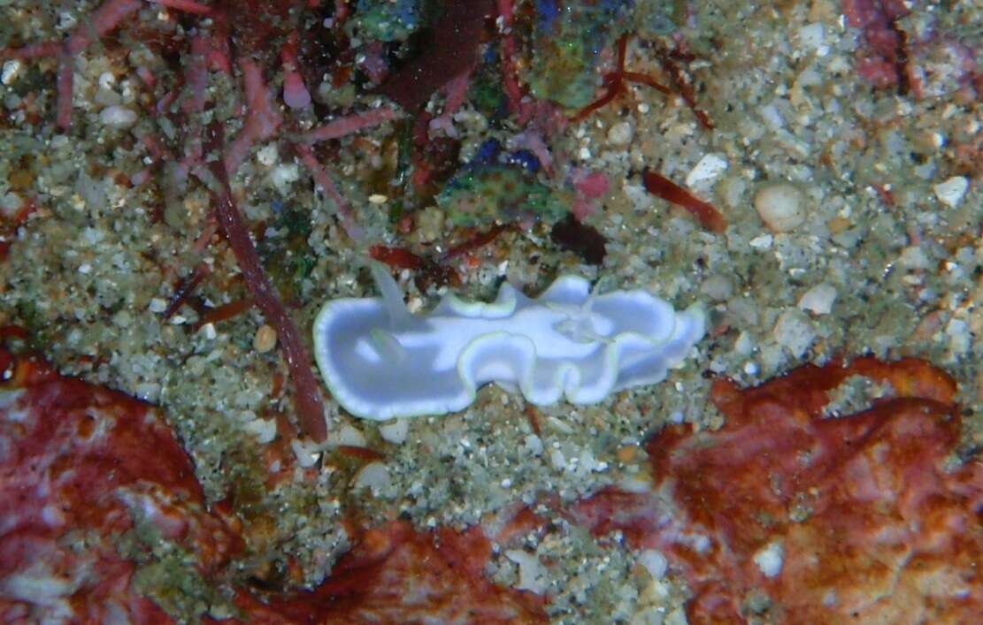 Image of Glossodoris buko Matsuda & Gosliner 2018