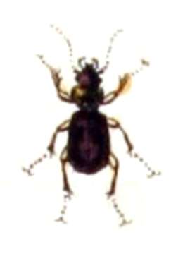 Image of Badister (Badister) bullatus (Schrank 1798)