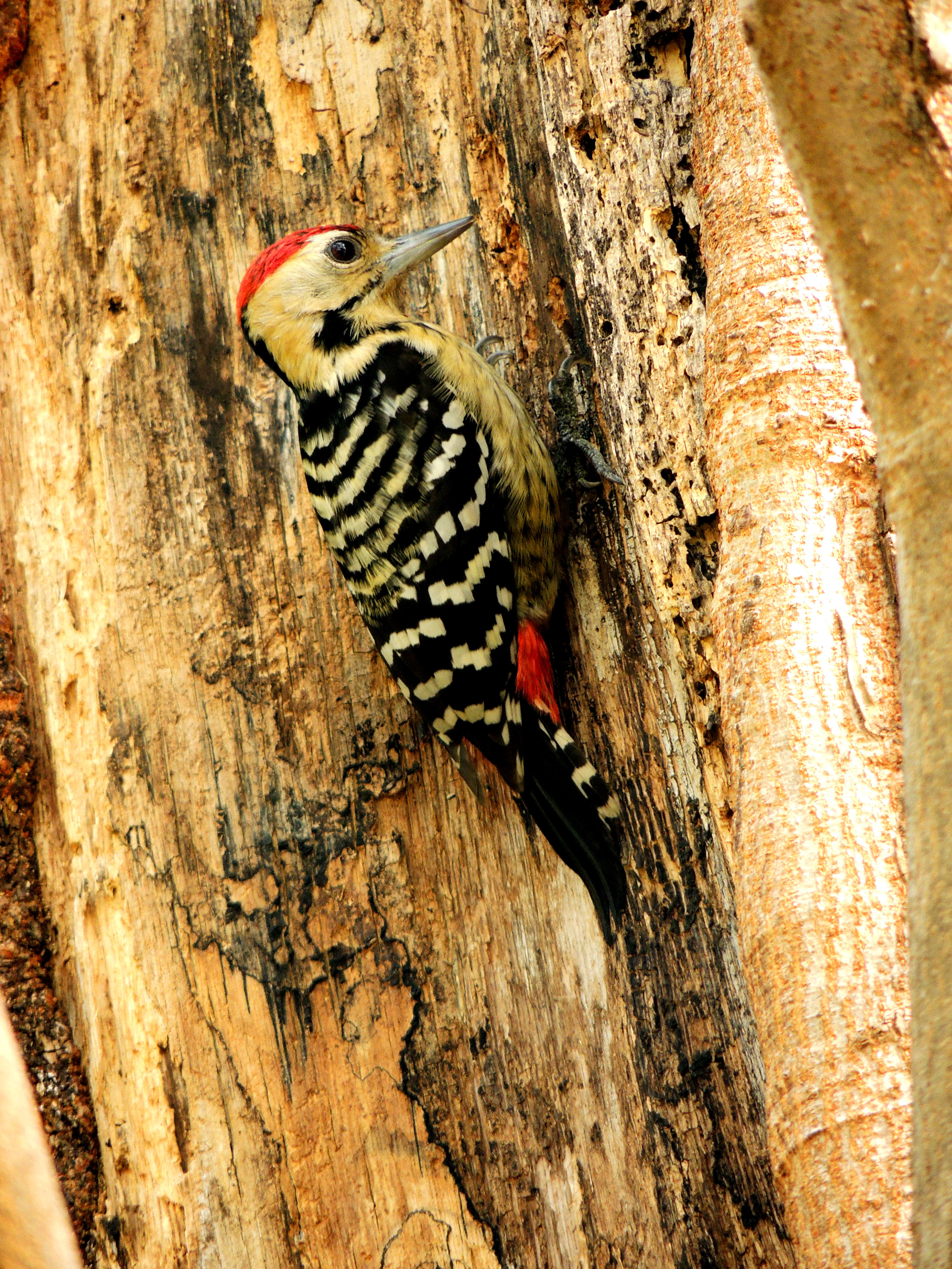 Image of Fulvous-breasted Woodpecker