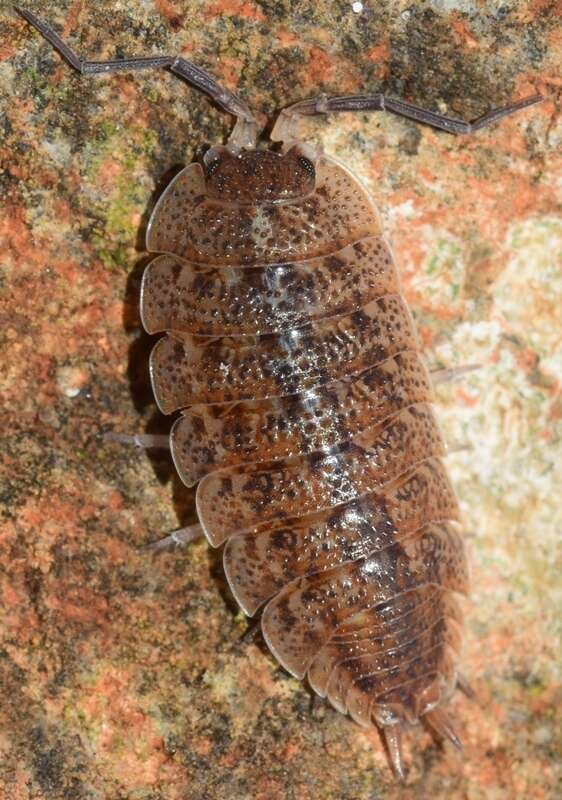 Image of Porcellio violaceus Budde-Lund 1885