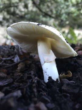 Image of Death cap