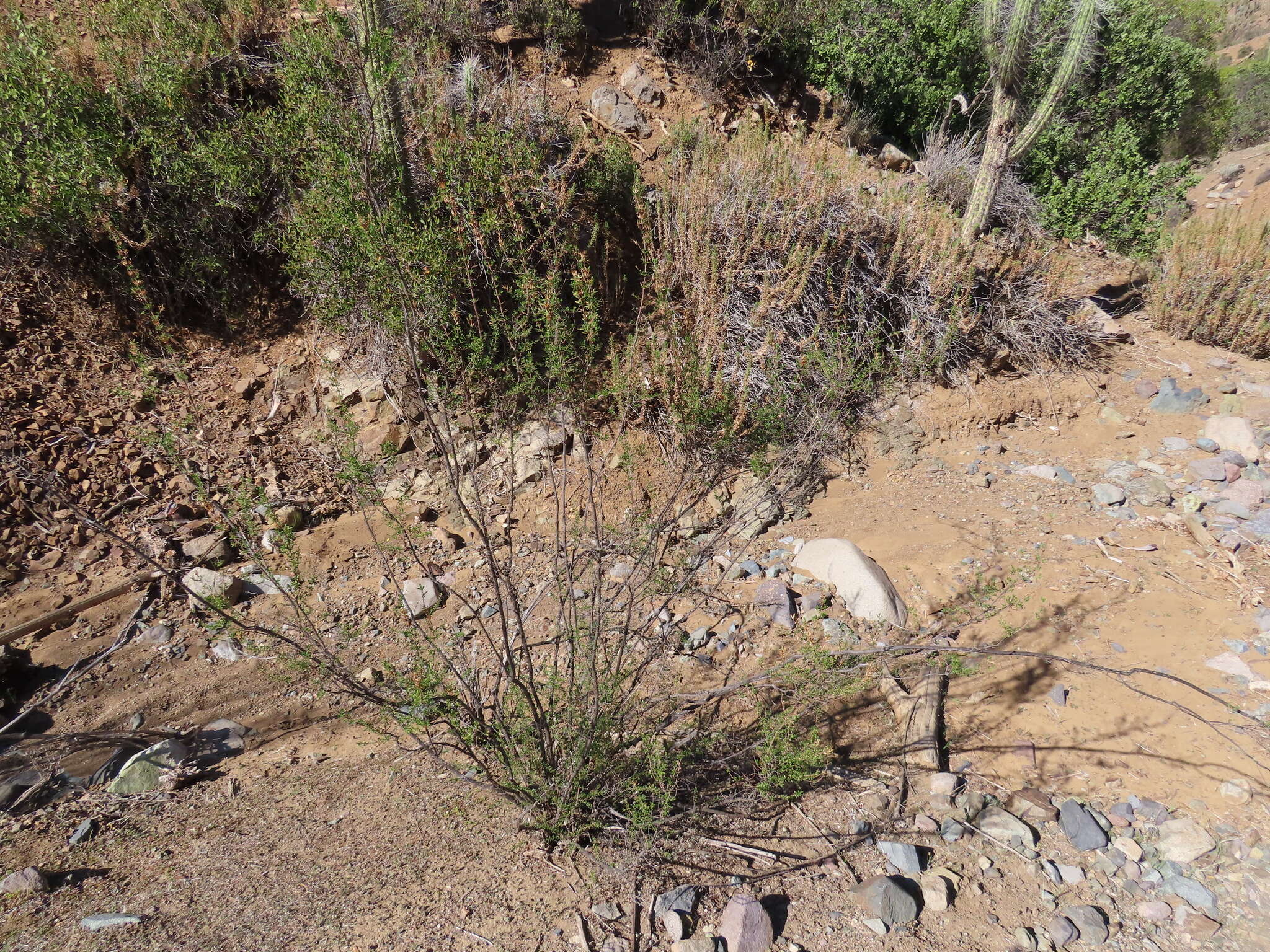 Image of Clinopodium chilense (Benth.) Govaerts