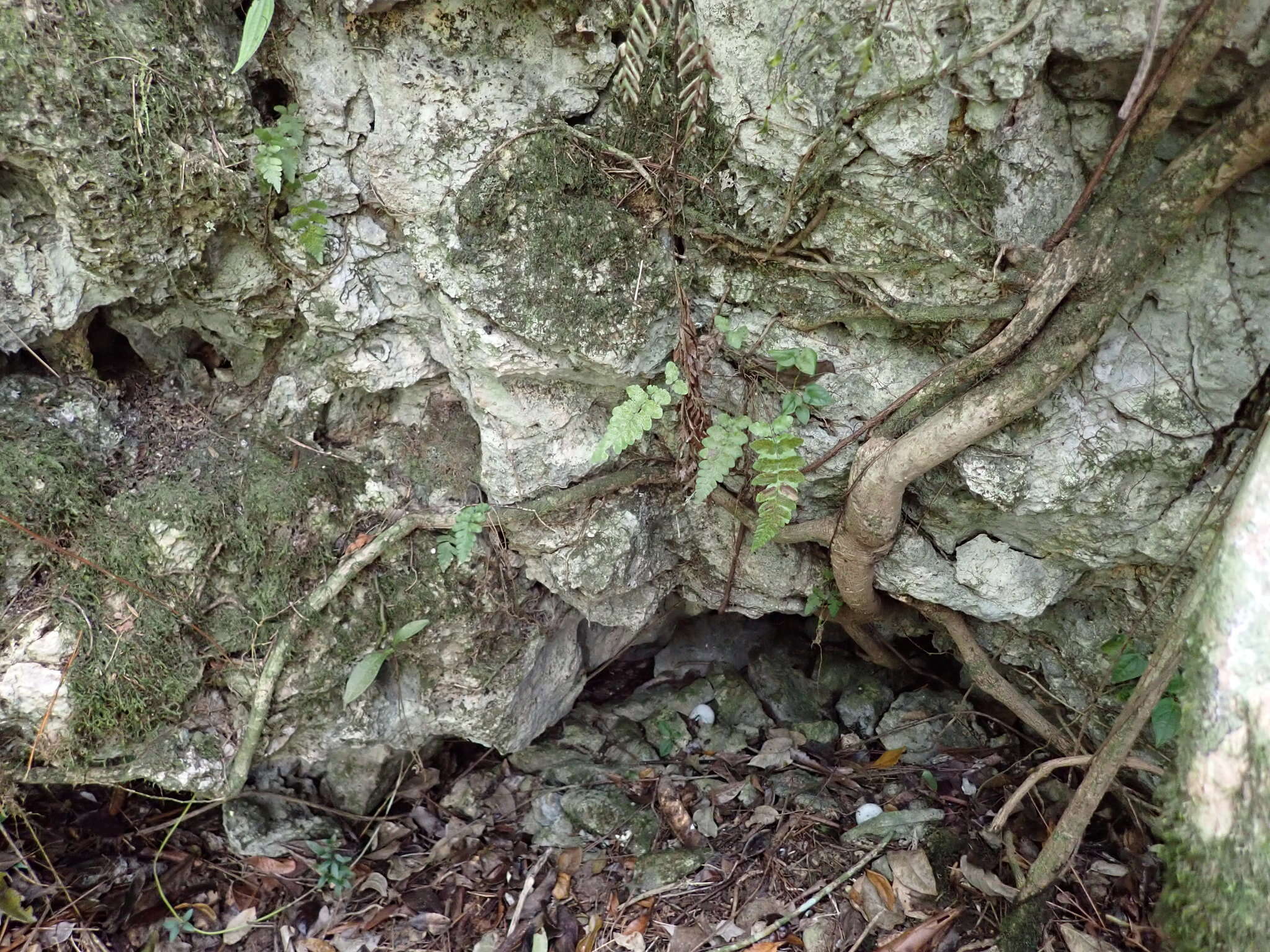 Image of creeping maiden fern