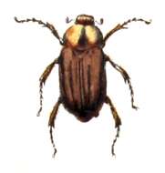Image of Rhizotrogus aestivus (Olivier 1789)