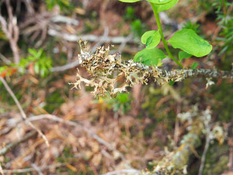 Image of <i>Tuckermanopsis subalpina</i>