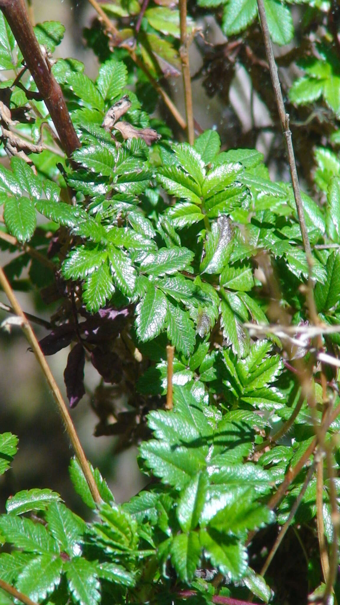 Image of Acaena elongata L.