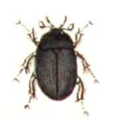 Image of Hydrobius fuscipes (Linnaeus 1758)