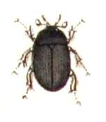 Image of Hydrobius fuscipes (Linnaeus 1758)