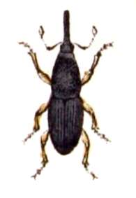 Image of Wheat weevil