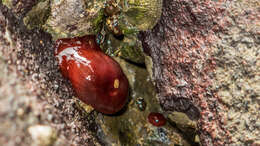 Image of maroon anemone