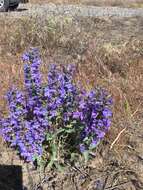 Penstemon acuminatus Dougl.的圖片