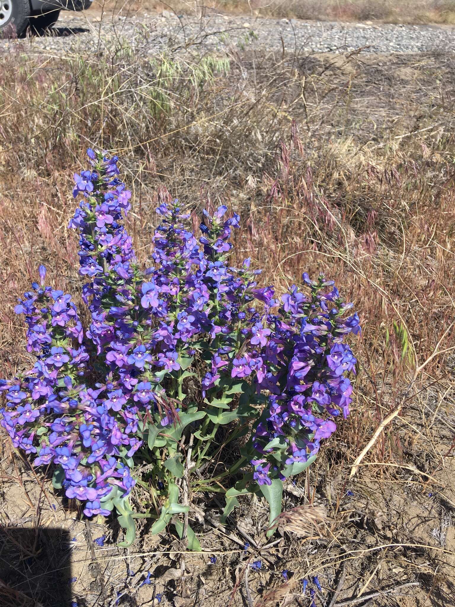 Penstemon acuminatus Dougl.的圖片