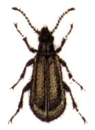 Image of Lagria hirta