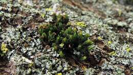 Image of Orthotrichum dentatum