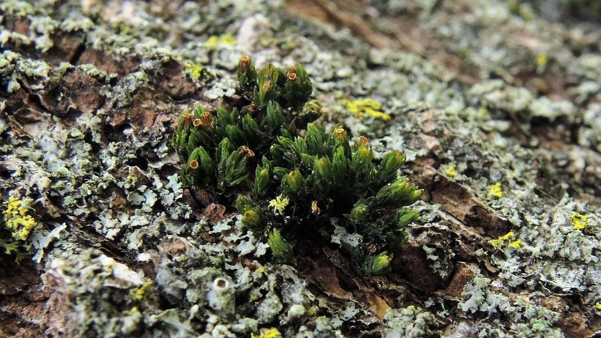 Image de Orthotrichum dentatum