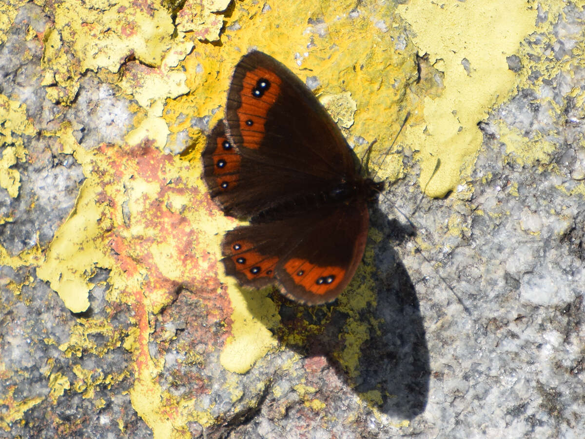 Image of Erebia montanus De Prunner 1798