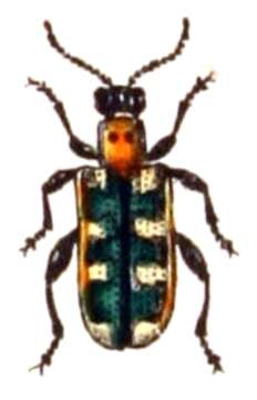 Image of Common asparagus beetle