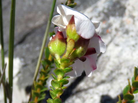 Image of Adenandra villosa subsp. villosa