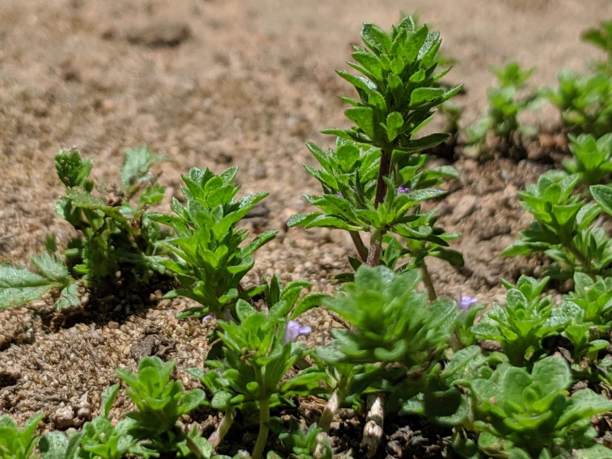 Pogogyne serpylloides (Torr.) A. Gray resmi