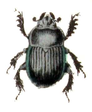 Image of Anoplotrupes