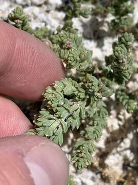 Image of Amargosa niterwort