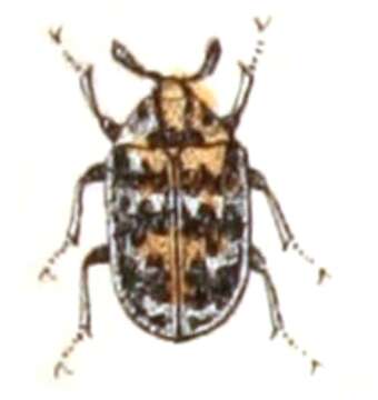 Anthrenus museorum (Linnaeus 1761) resmi