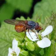 Image of Rhingia rostrata (Linnaeus 1758)