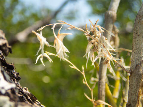 Image of Dendrobium kratense Kerr