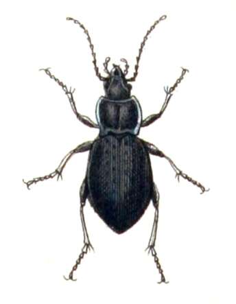 Image of Winstanley Ground Beetle