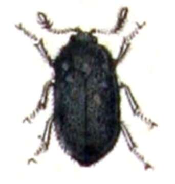 Attagenus pellio (Linnaeus 1758) resmi