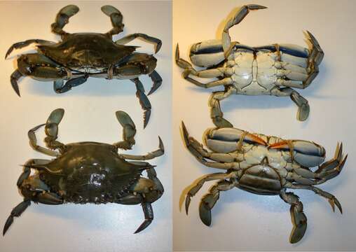 Image of blue crab