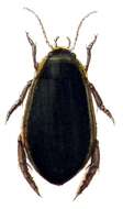 Image of Cybister (Cybister) lateralimarginalis (De Geer 1774)