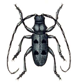 Image of Long-horned beetle