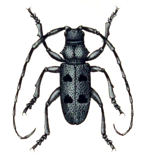 Image of Long-horned beetle