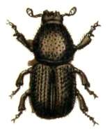 Image of Dutch elm disease beetle