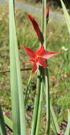 Imagem de Gladiolus quadrangularis (Burm. fil.) Aiton