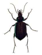 Image of Calosoma (Calosoma) inquisitor (Linnaeus 1758)